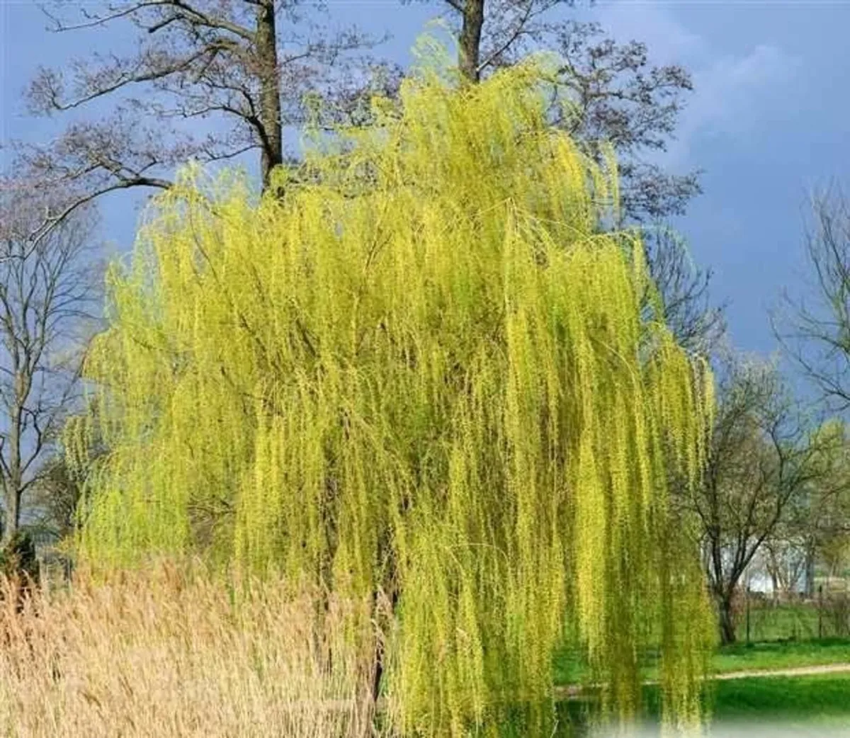 Large Potted Trees - Image 2
