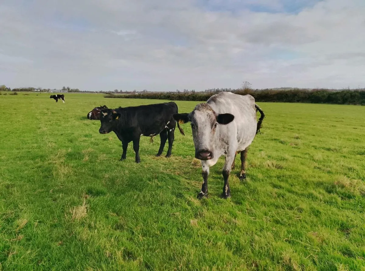 Two organic shorthorn cows and weanlings - Image 1