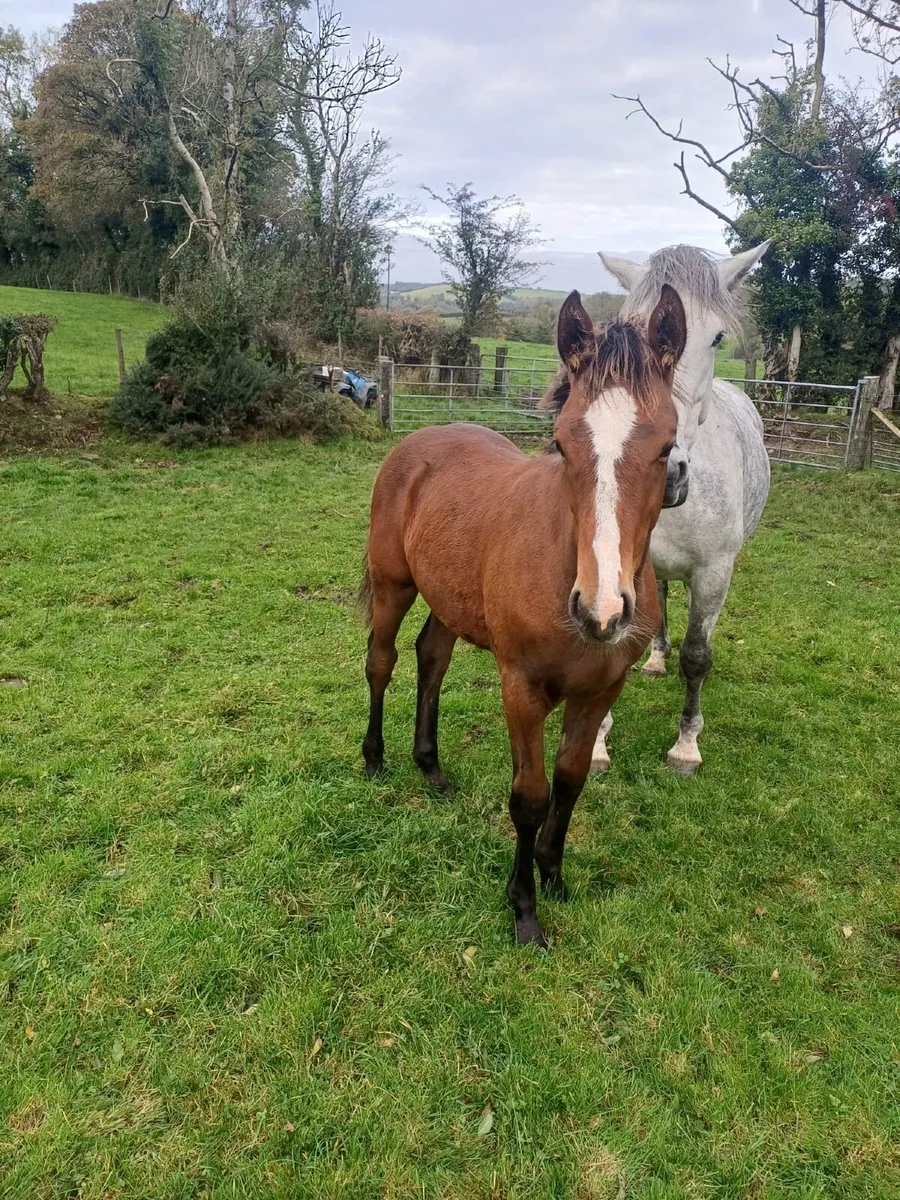 Bay Colt Foal - Image 3