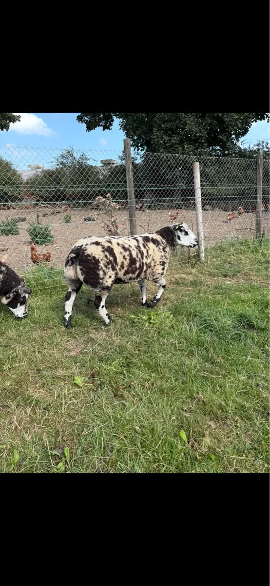Dutch Spotted Shearing & Ram Lamb - Image 1