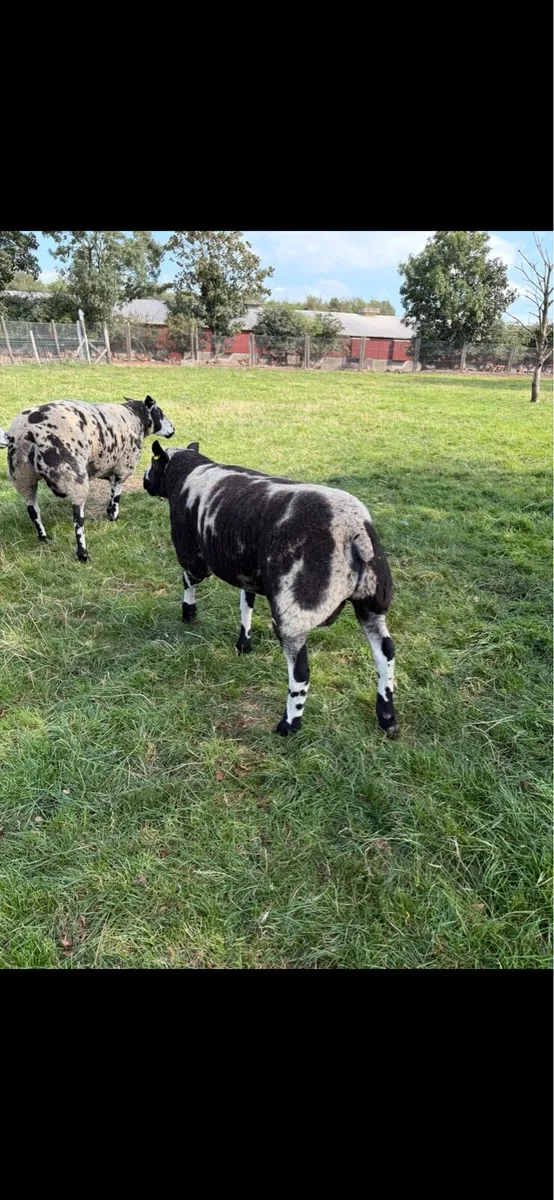 Dutch Spotted Shearing & Ram Lamb - Image 2