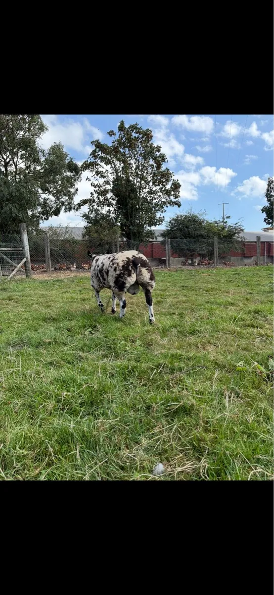Dutch Spotted Shearing & Ram Lamb - Image 3