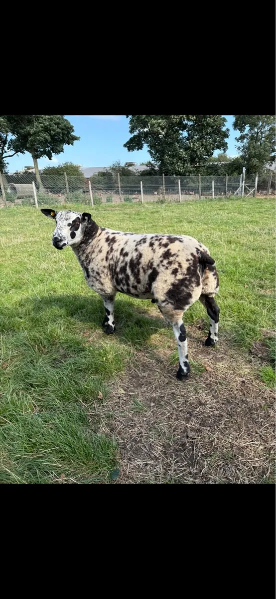 Dutch Spotted Shearing & Ram Lamb - Image 4