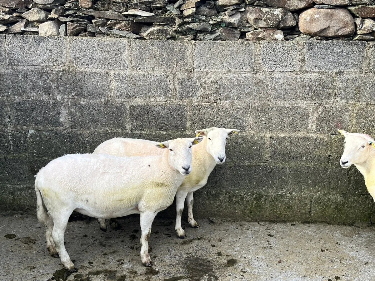 Ewes - Image 1