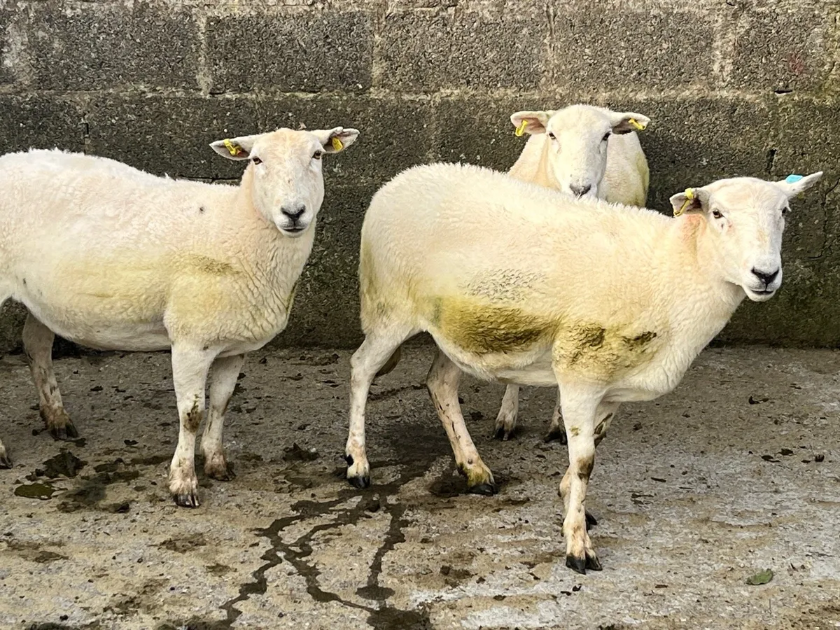 Ewes - Image 2