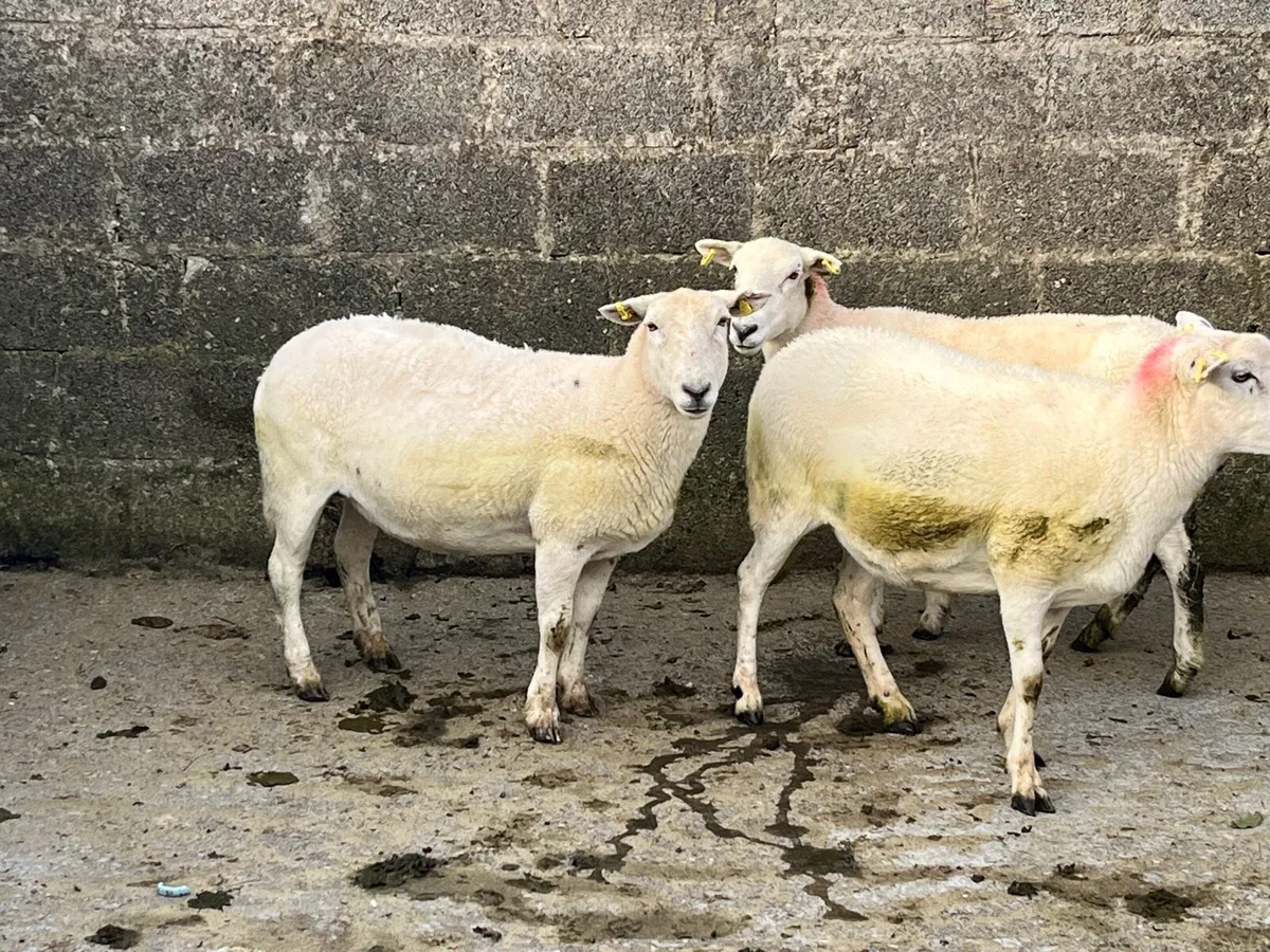 Ewes - Image 3