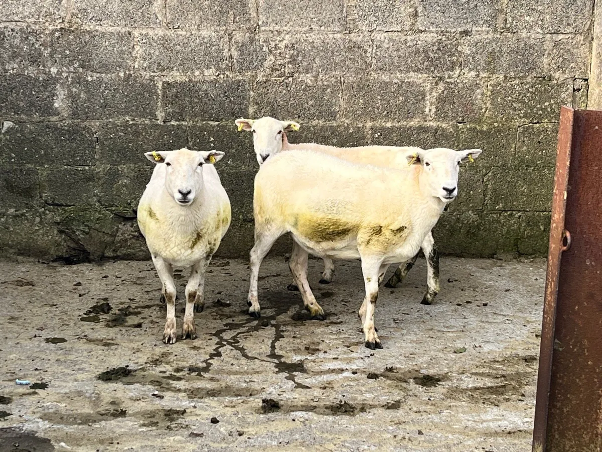 Ewes - Image 4