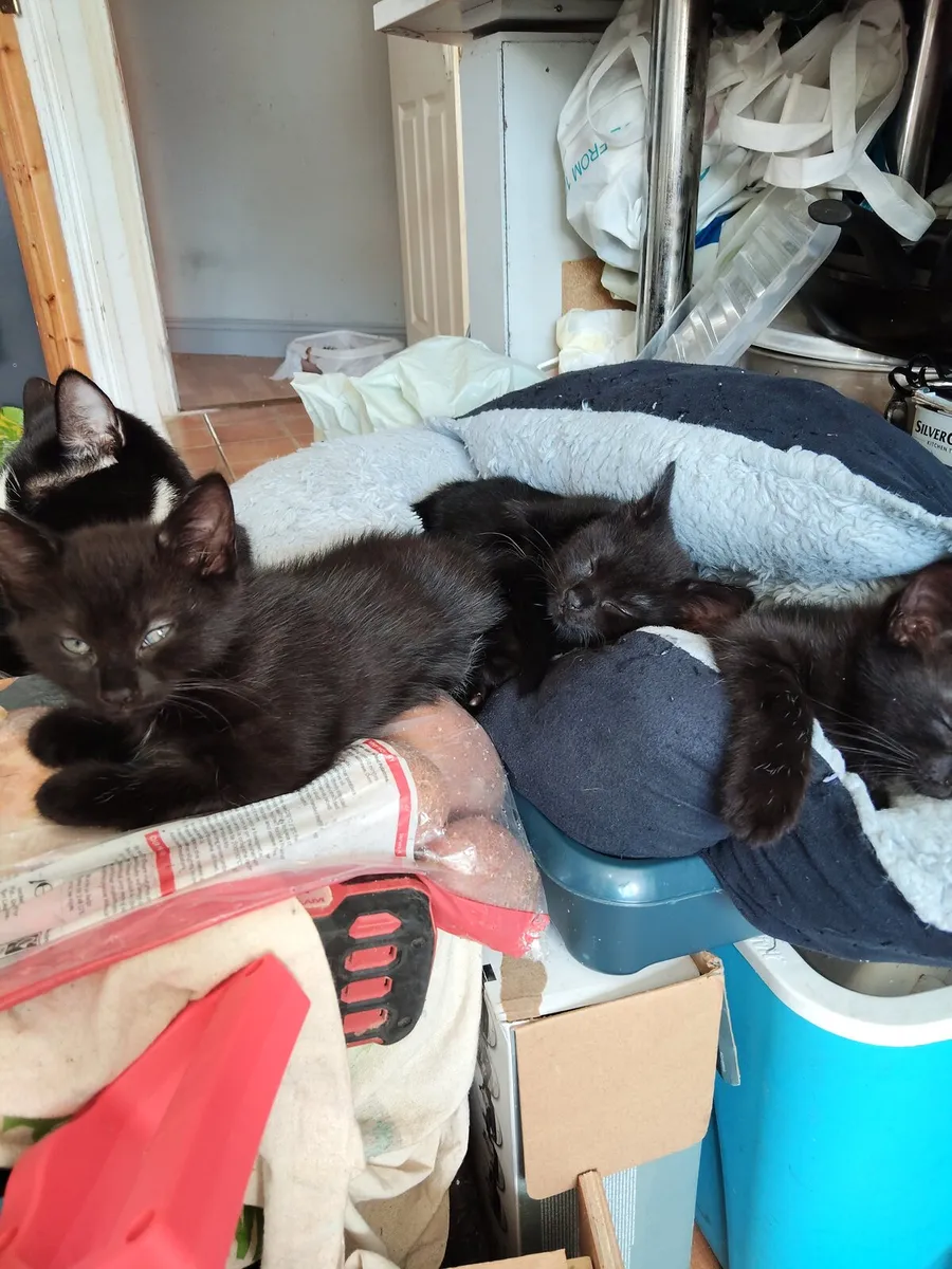 Kittens