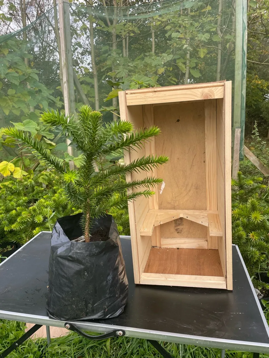 Trees - Image 1