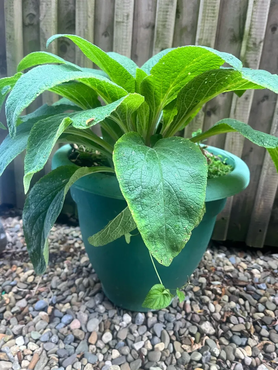 4 big plants in a big pots only €20 together - Image 3
