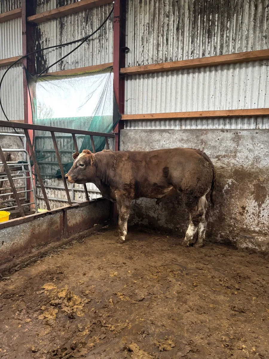 4 super bull weanlings for Clones Mart Thurs 9th - Image 2