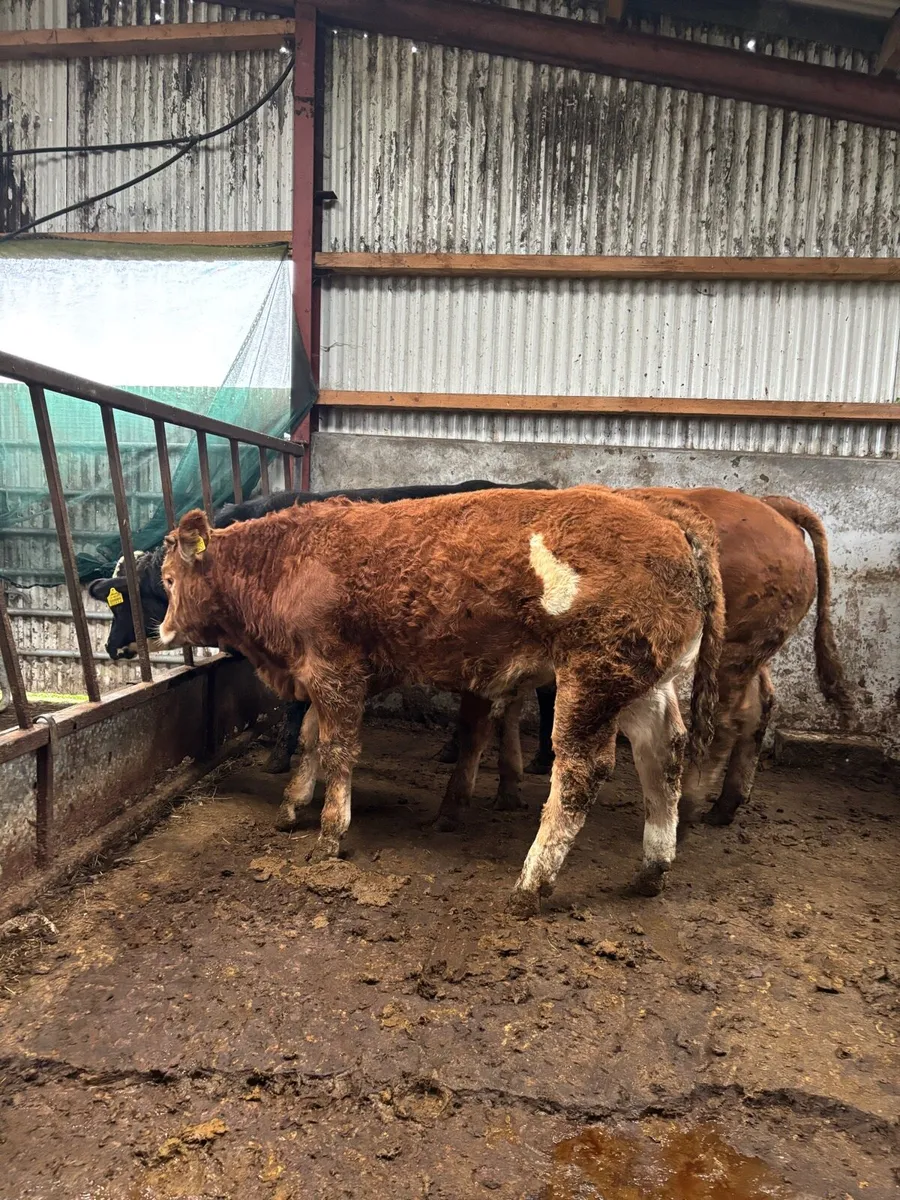 4 super bull weanlings for Clones Mart Thurs 9th - Image 3
