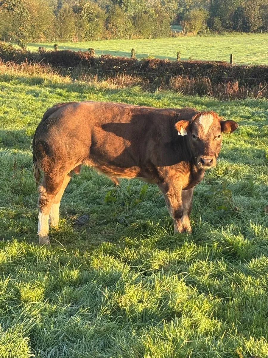 4 super bull weanlings for Clones Mart Thurs 9th - Image 1