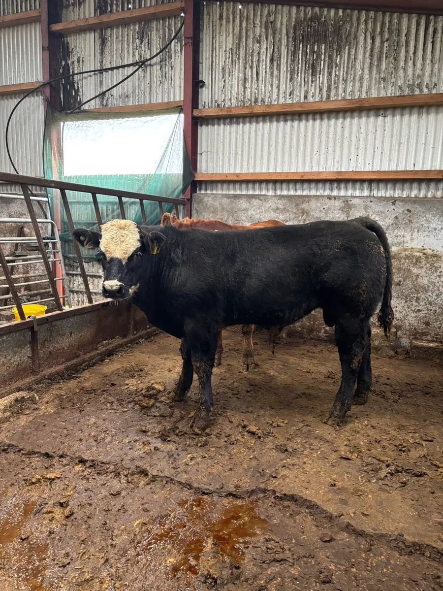 4 super bull weanlings for Clones Mart Thurs 9th - Image 4