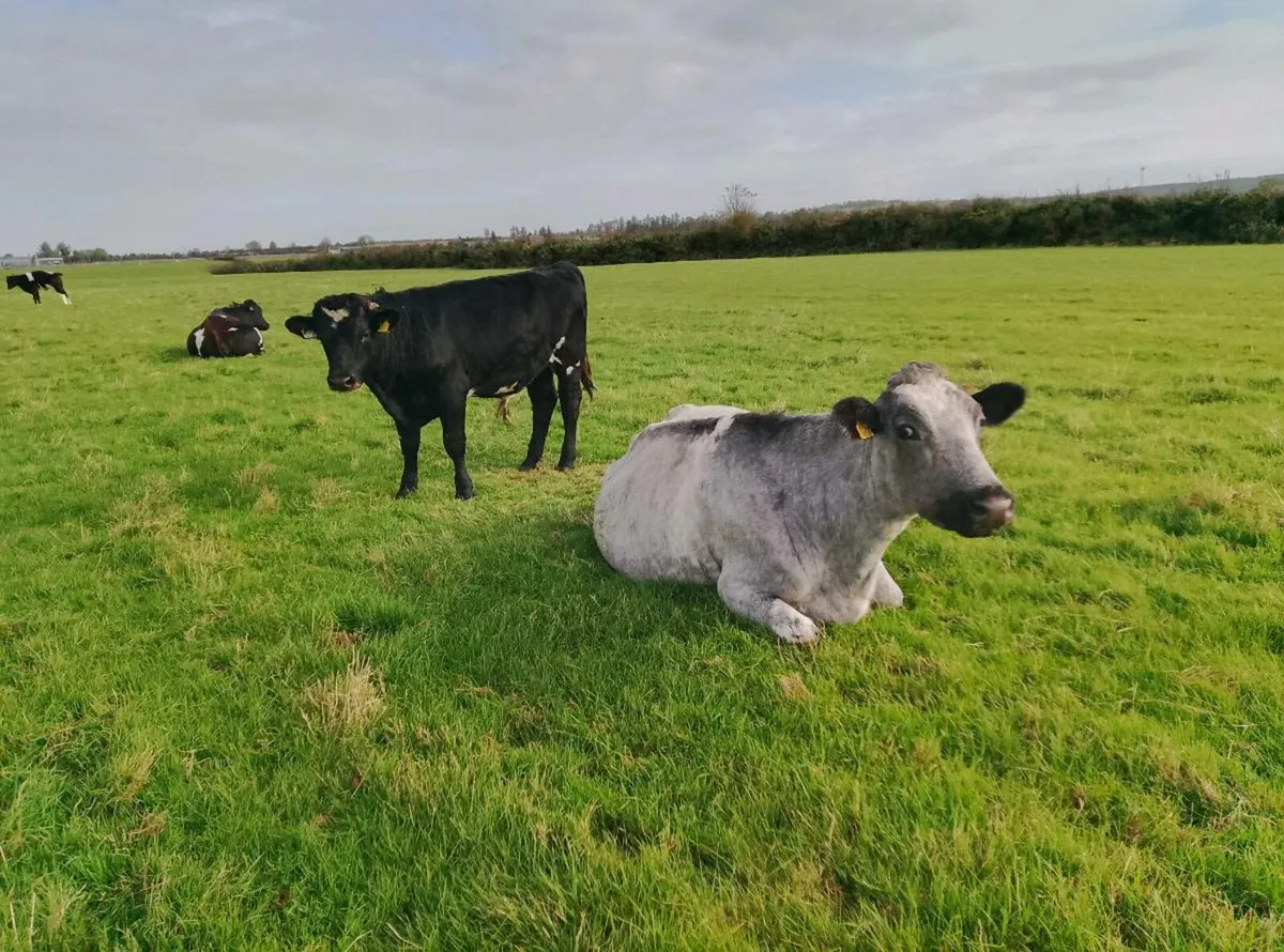 Two organic shorthorn cows and weanlings - Image 2