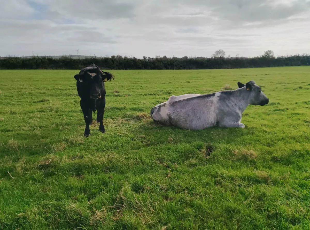 Two organic shorthorn cows and weanlings - Image 3