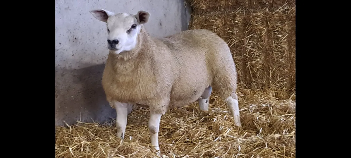 Texel lambs Stranorlar mart Lot 36 - Image 1