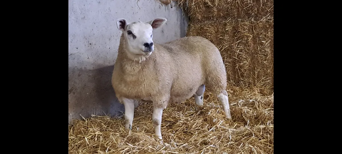 Texel lambs Stranorlar mart Lot 36 - Image 2