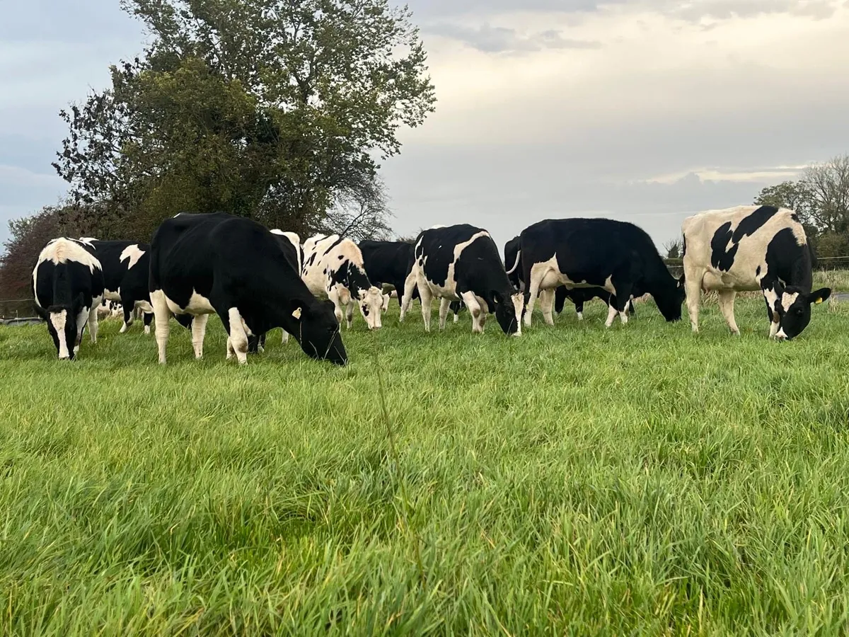 Freshly calved FR heifers - Image 1