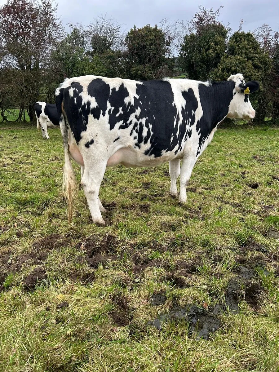 Freshly calved FR heifers - Image 2