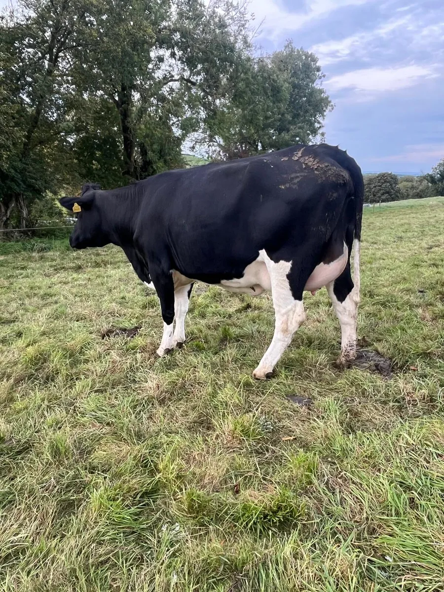 Freshly calved FR heifers - Image 3
