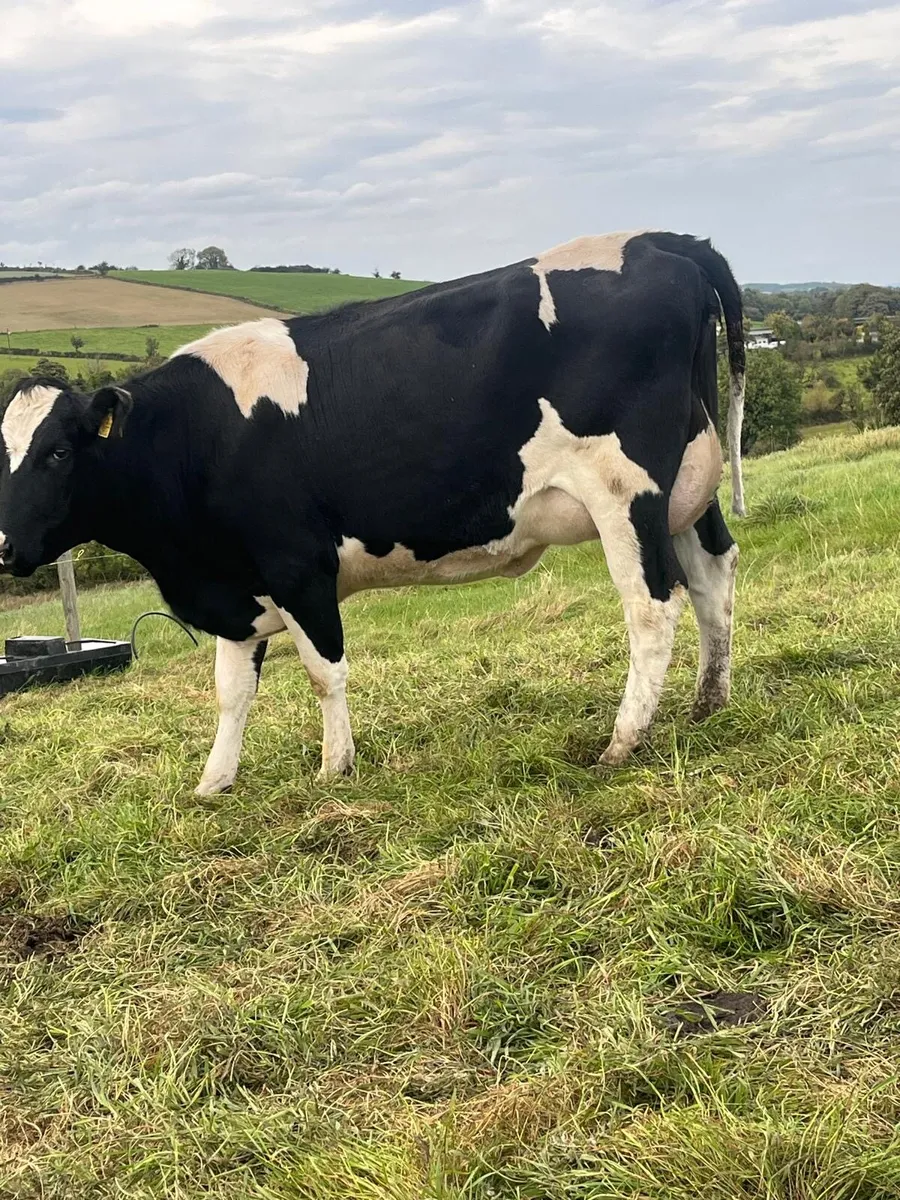 Freshly calved FR heifers - Image 4
