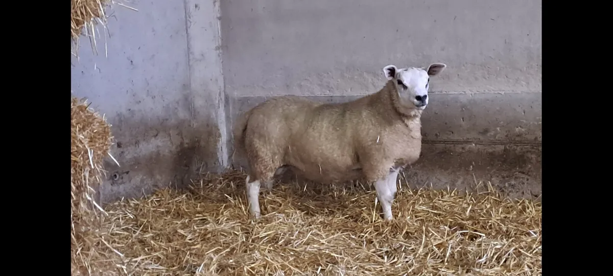 Texel lambs Stranorlar mart Lot 36 - Image 3