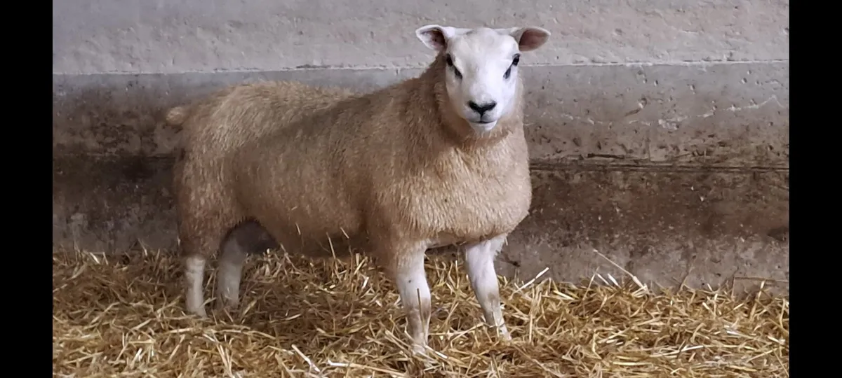 Texel lambs Stranorlar mart Lot 36 - Image 4