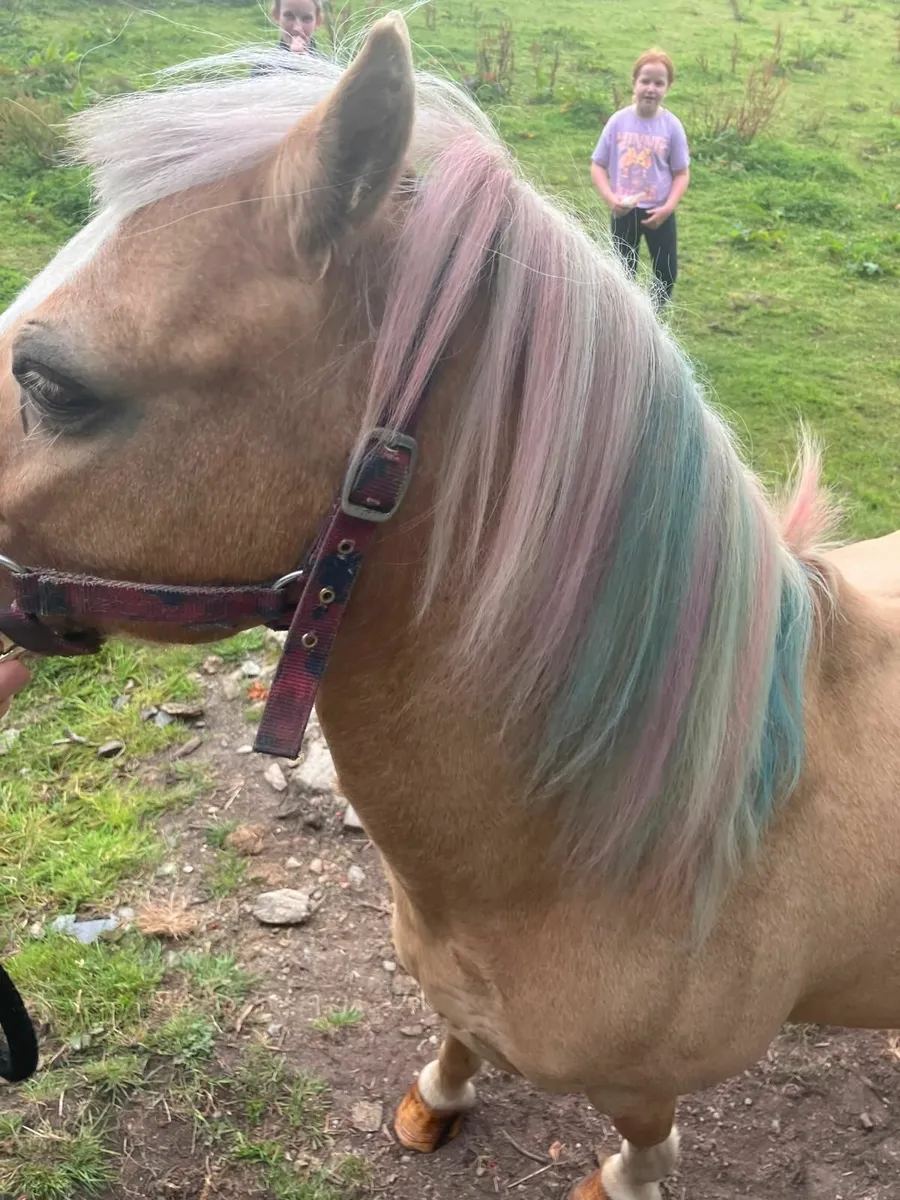 Lead rein palmino Pony - Image 1