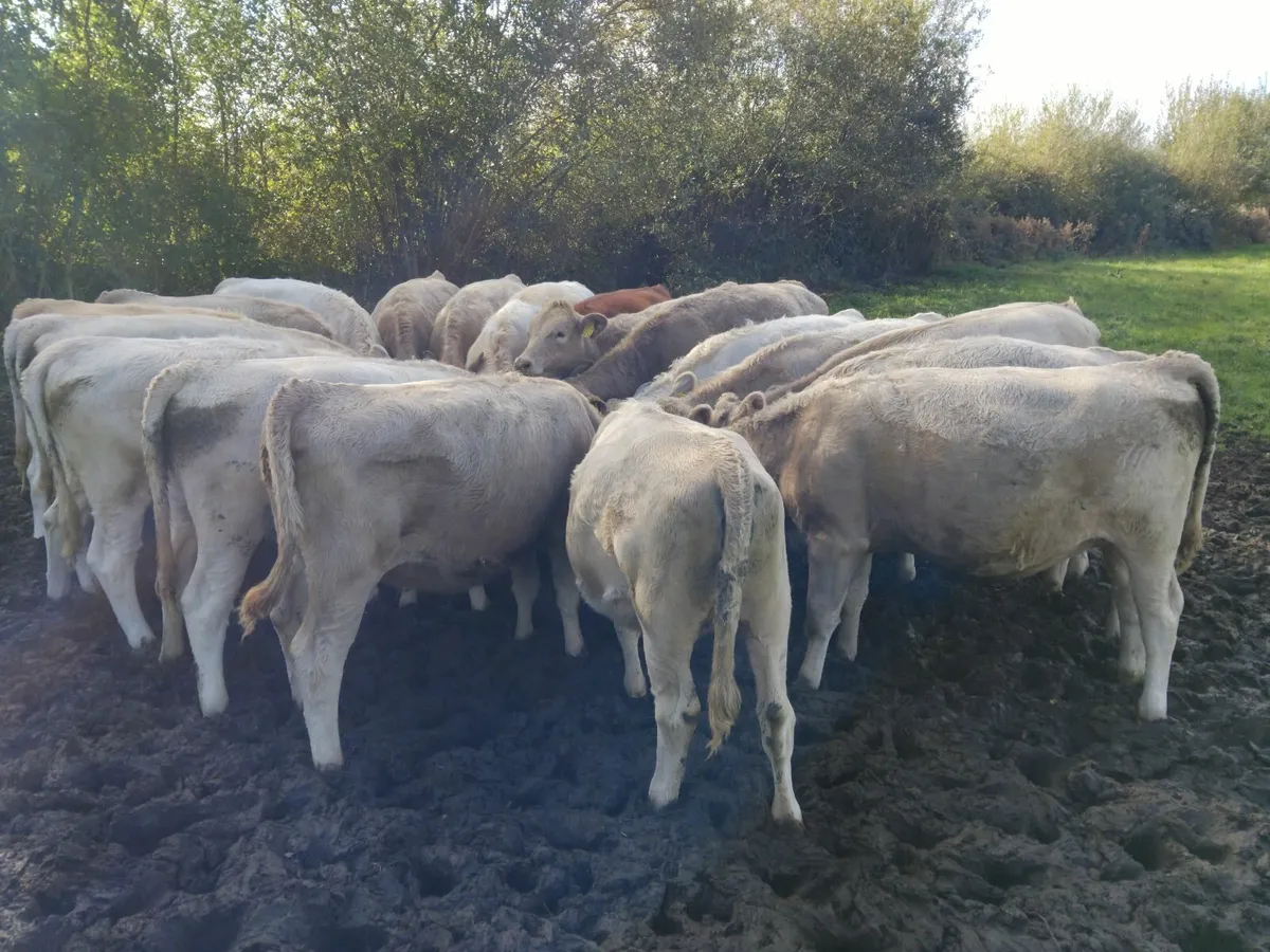 Charlaois heifers - Image 1