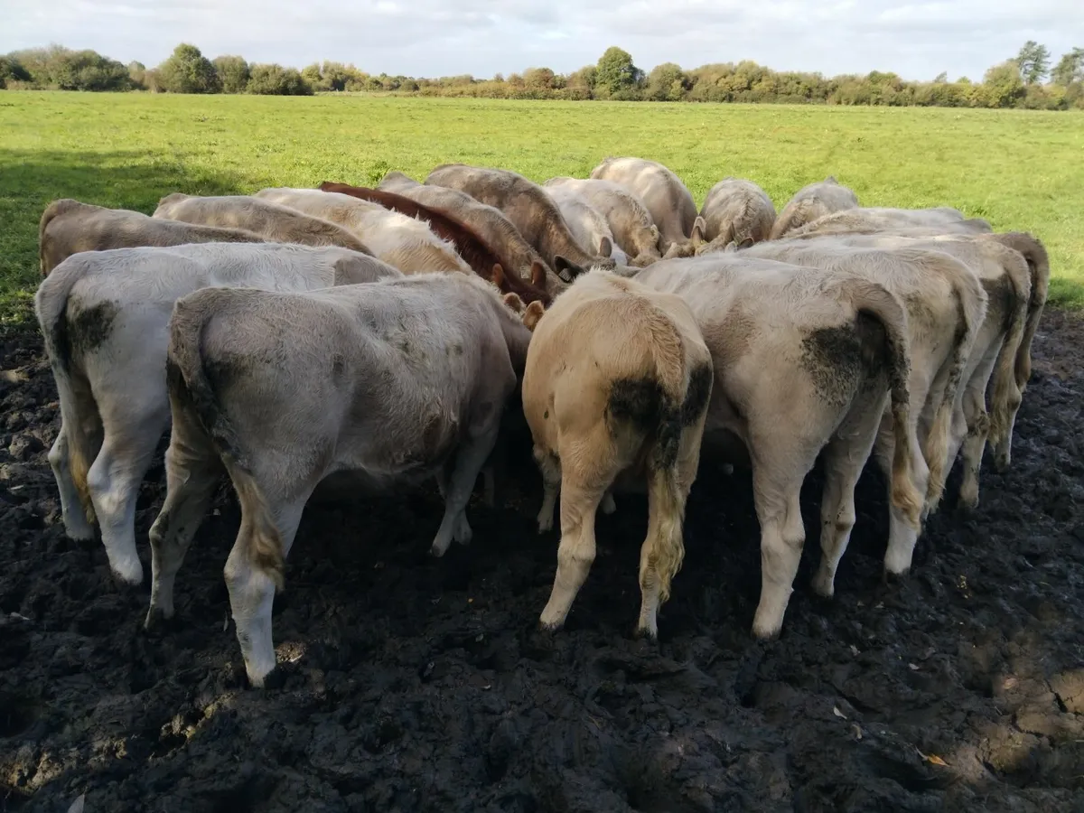 Charlaois heifers - Image 2