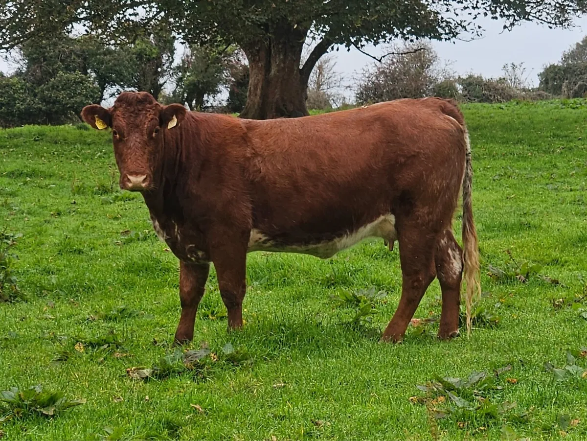 Springers for Gort Mart - Image 1