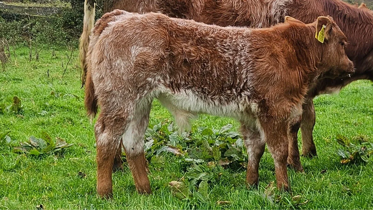 Springers for Gort Mart - Image 3