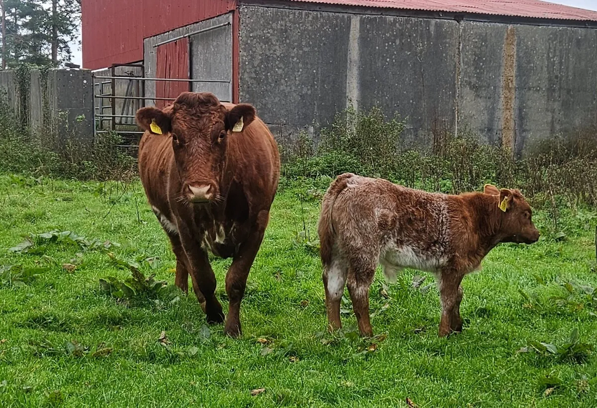 Springers for Gort Mart - Image 2