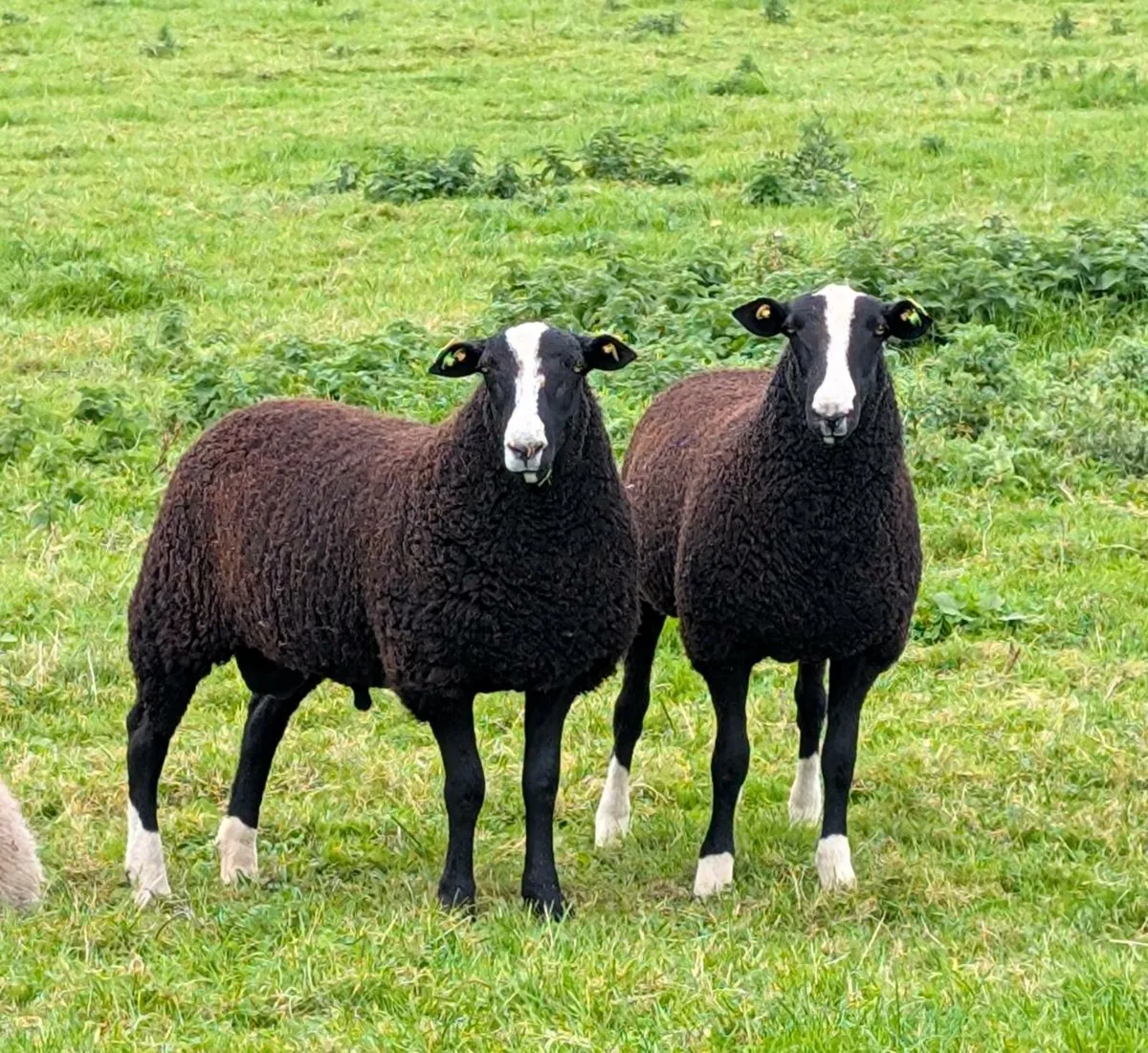 Zwartble Ram Lambs SIS Eligible - Image 1