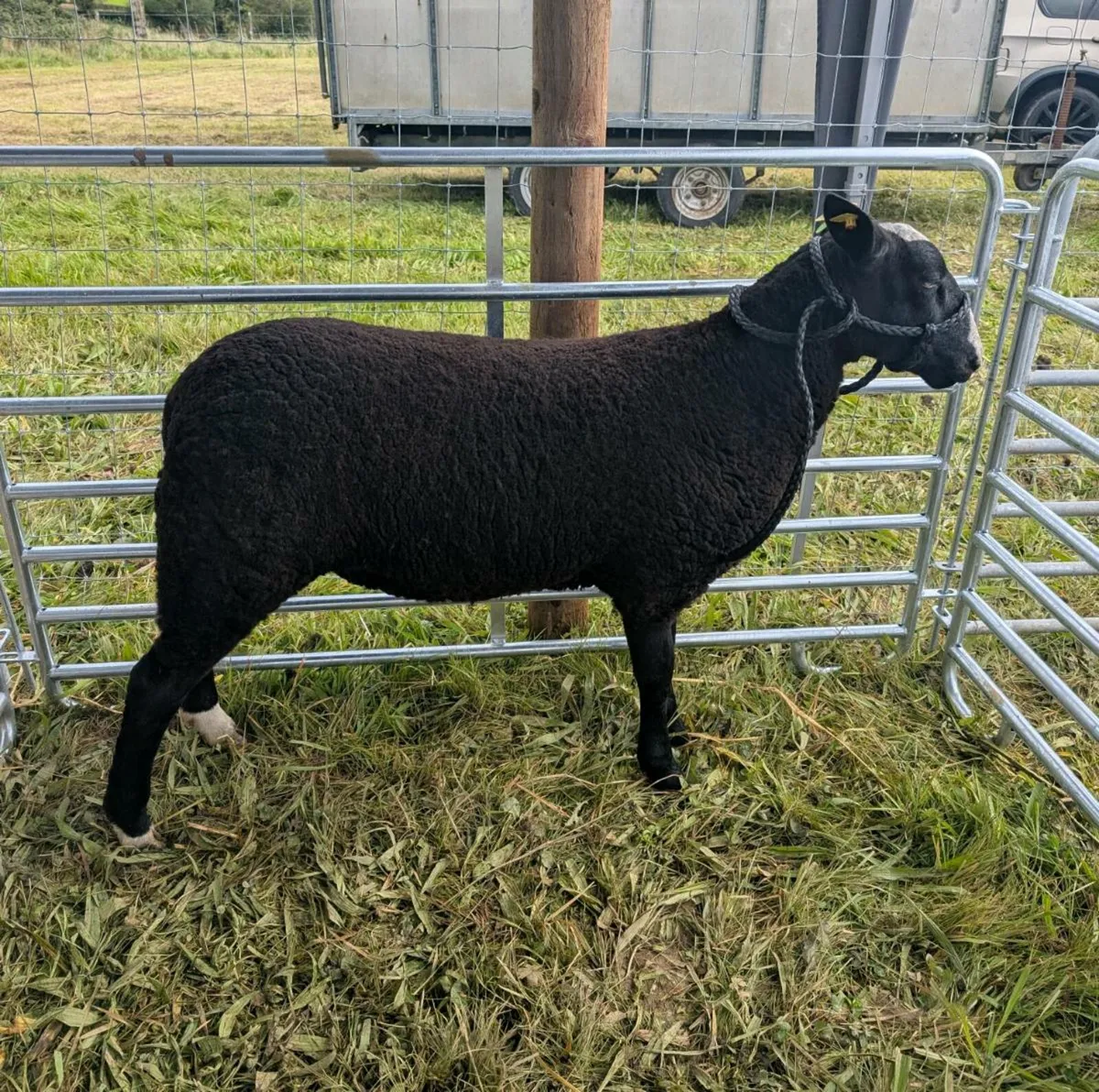 Zwartble Ram Lambs SIS Eligible - Image 2