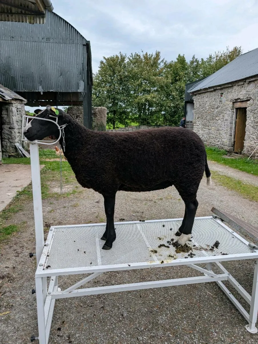 Zwartble Ram Lambs SIS Eligible - Image 4