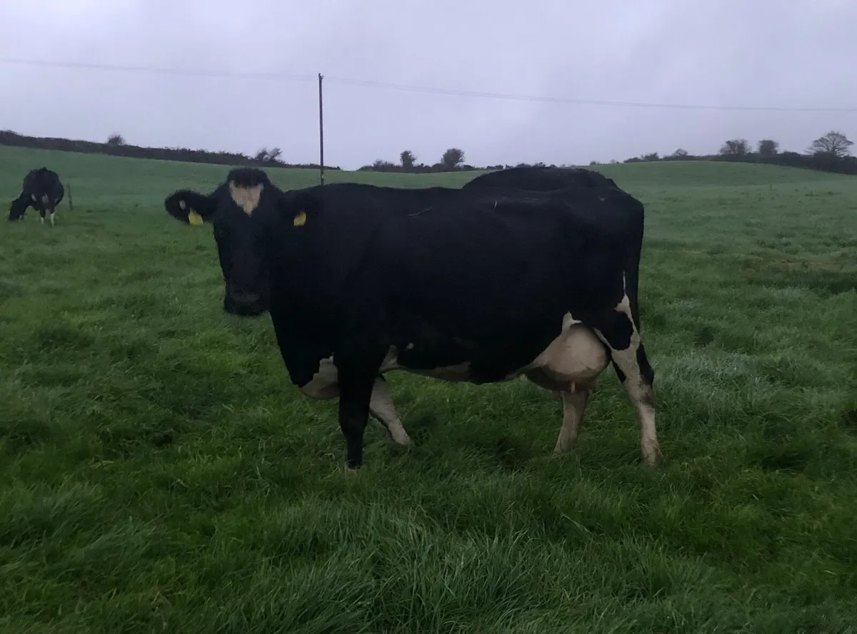 Big Empty Cows 650kgs - Image 4