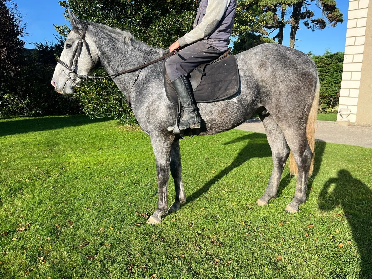 16hh horse - Image 1