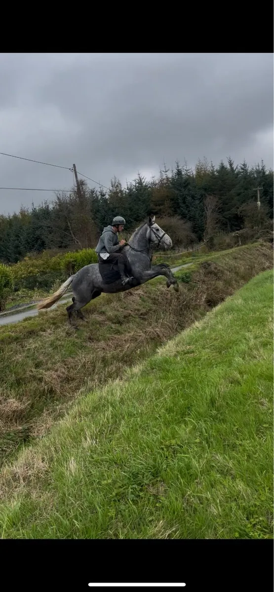 16hh horse - Image 2