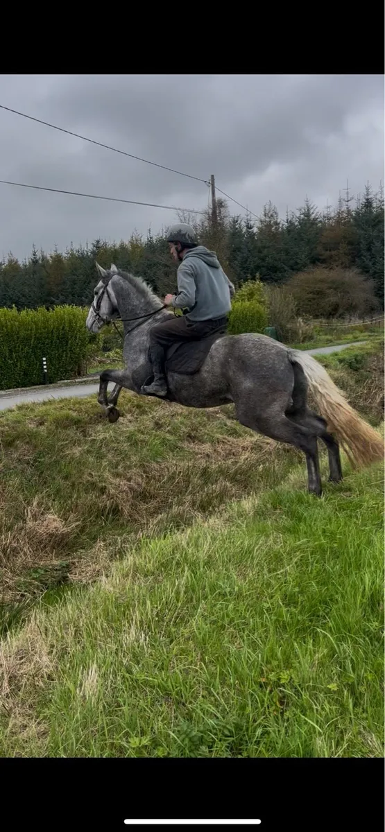 16hh horse - Image 3