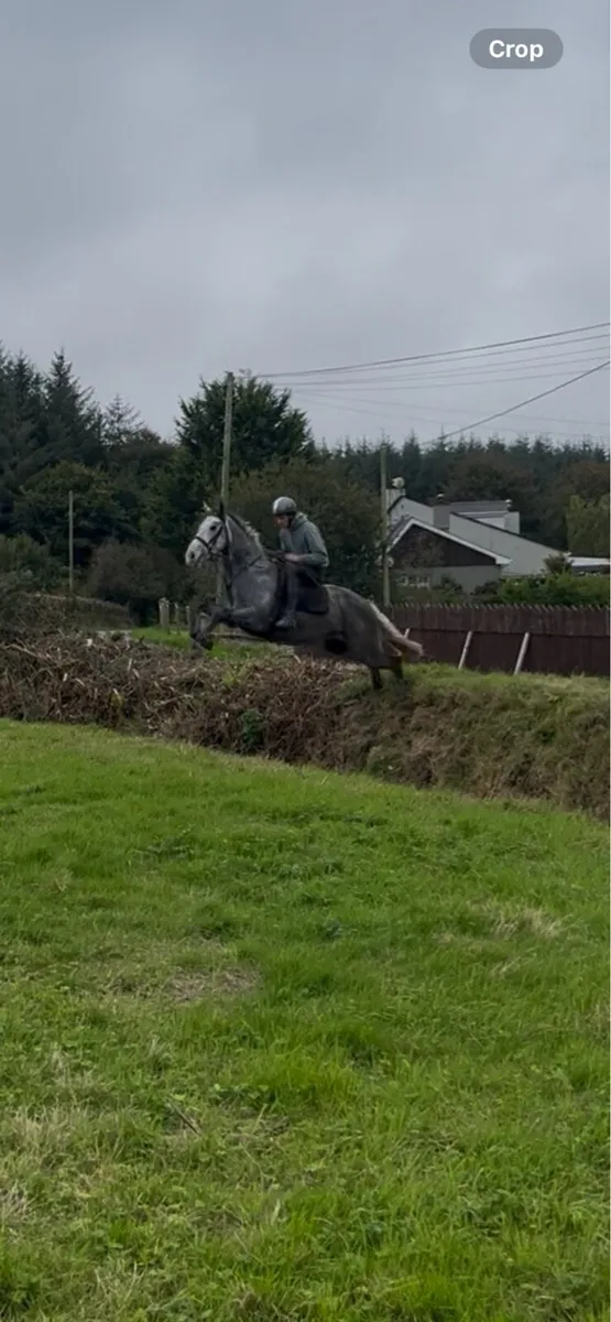 16hh horse - Image 4
