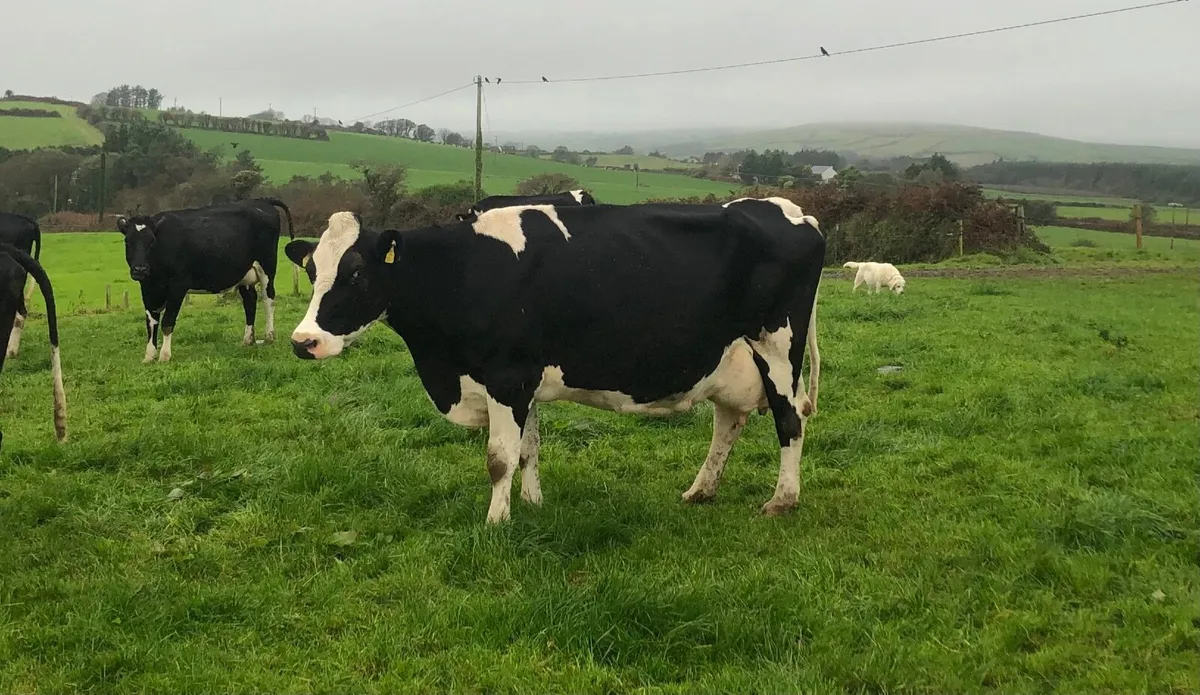 Big Empty Cows 650kgs - Image 1