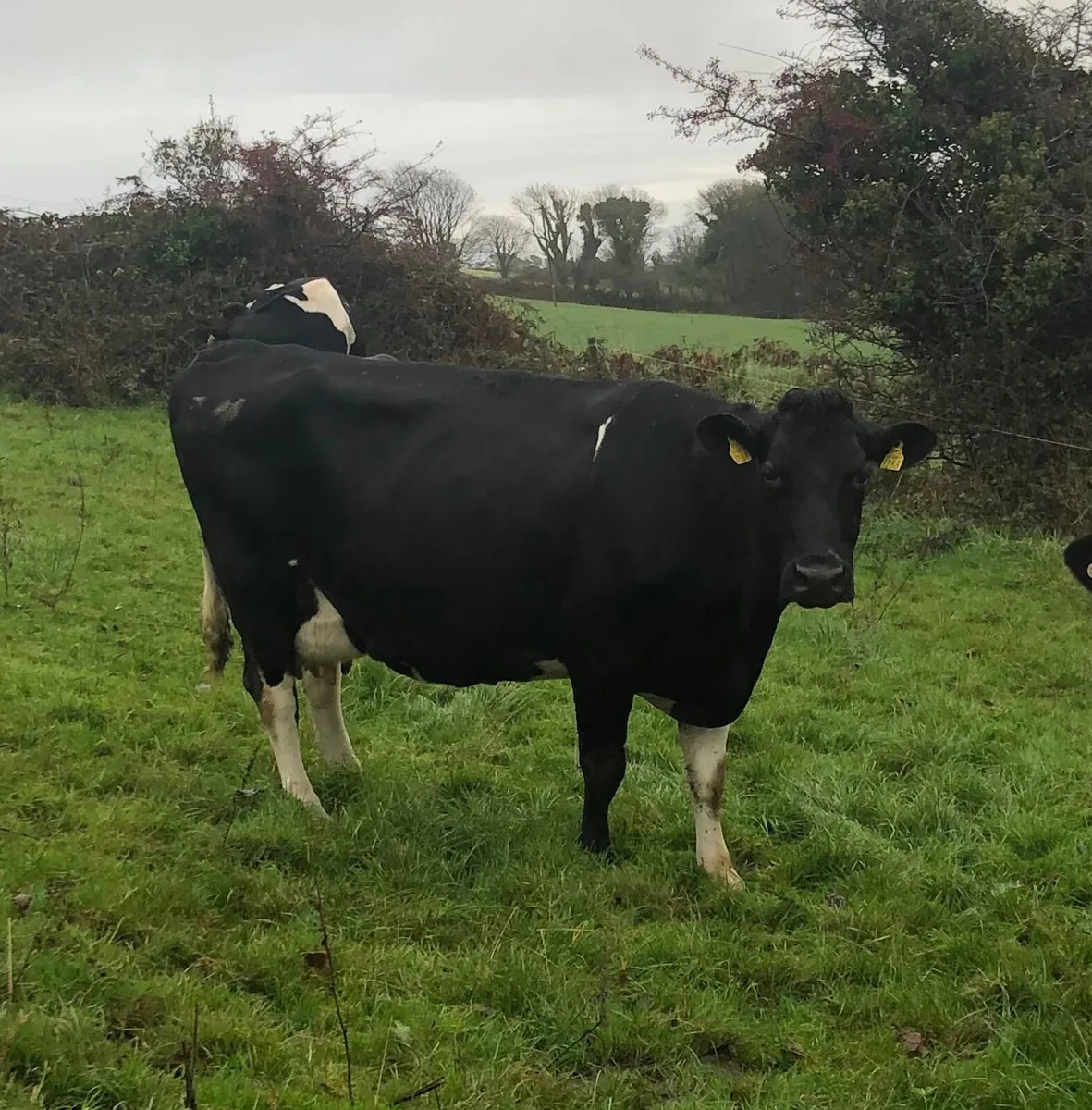 Big Empty Cows 650kgs - Image 2