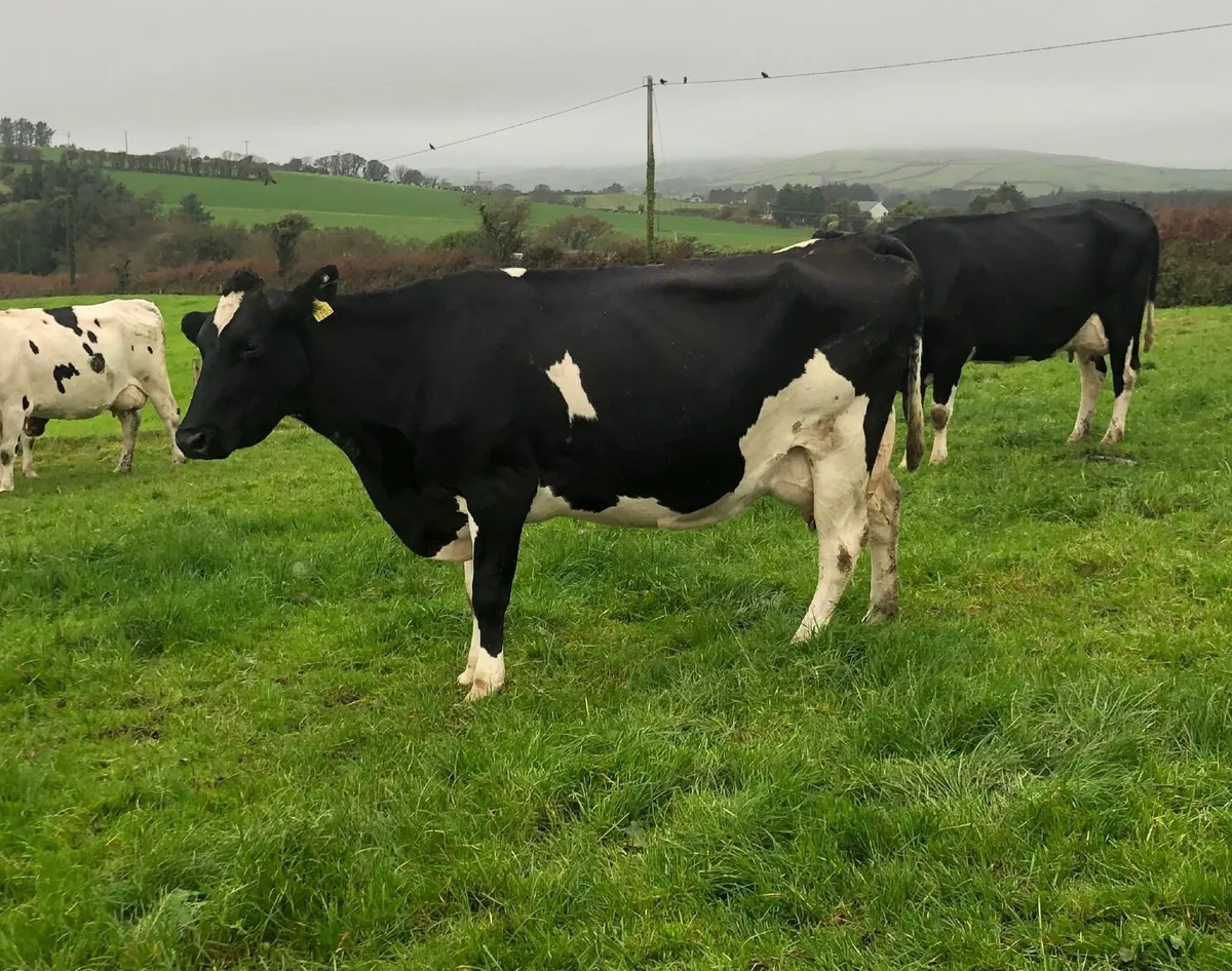 Big Empty Cows 650kgs - Image 3