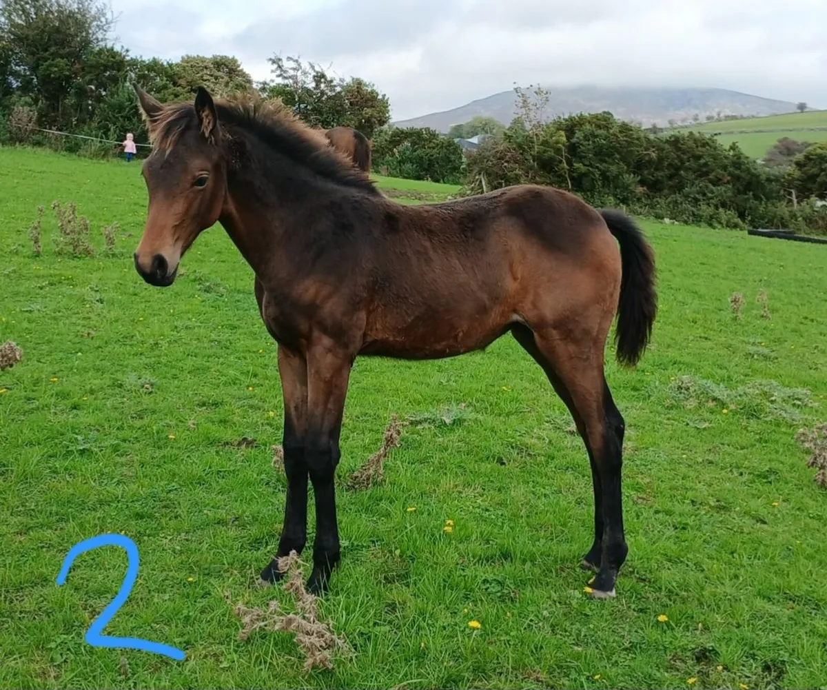 Foals - Image 2