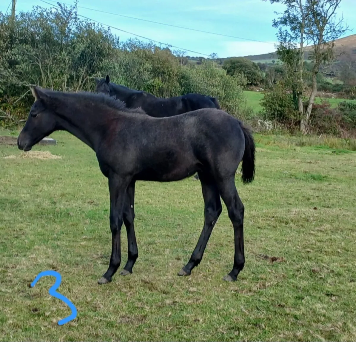 Foals - Image 3