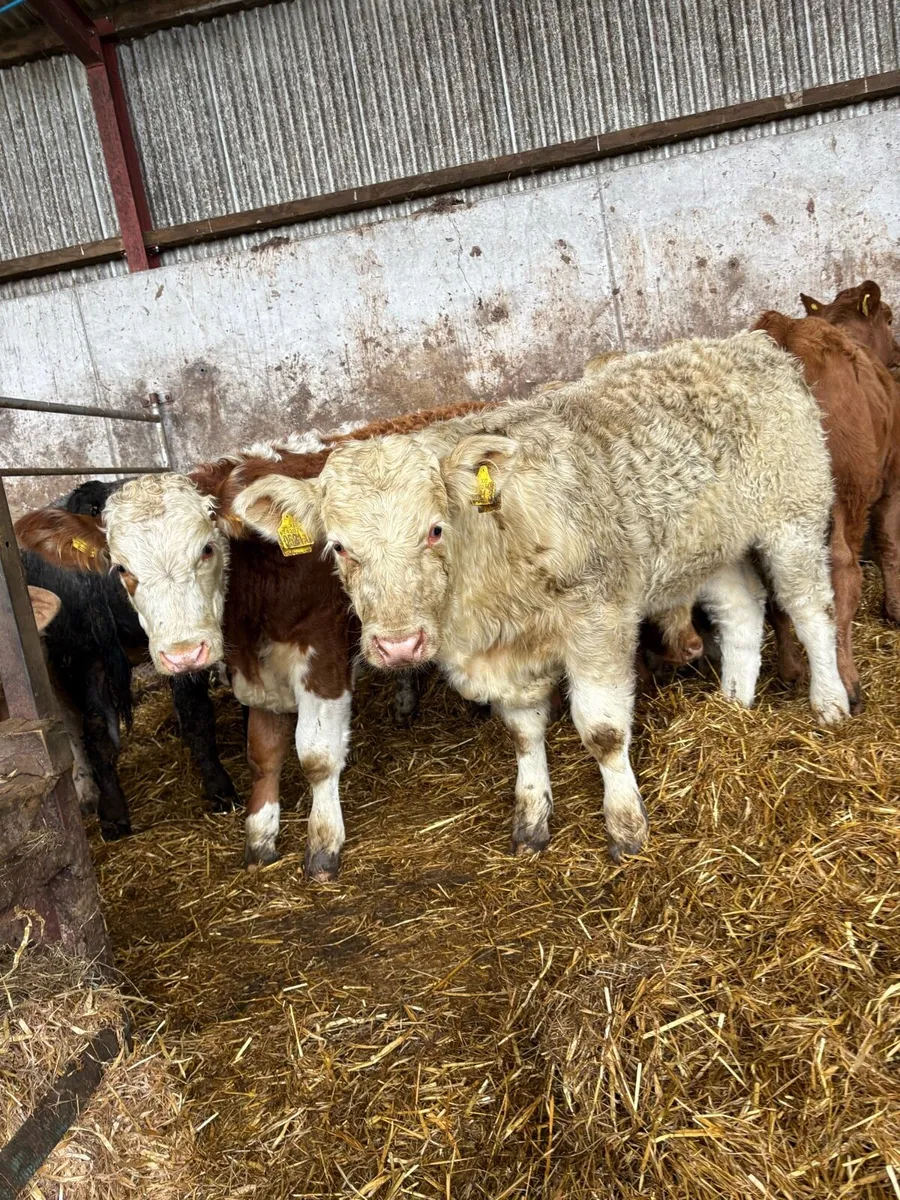 11 smashing Charolais and limousin bulls - Image 1