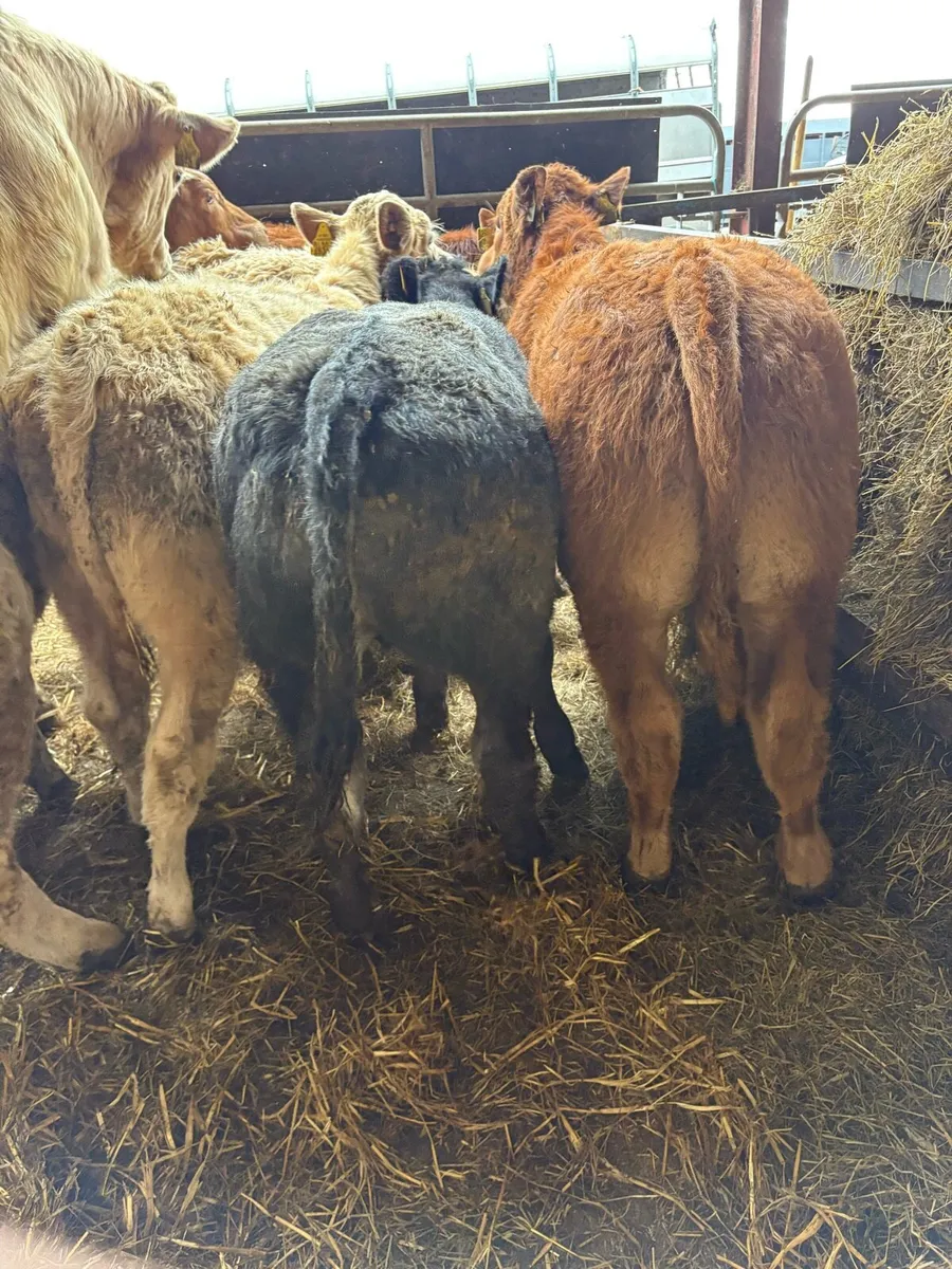 11 smashing Charolais and limousin bulls - Image 2