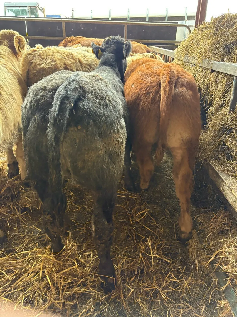 11 smashing Charolais and limousin bulls - Image 3
